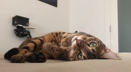 Bengal Cat Ella does her best to seduce her owner/servant into giver her pets