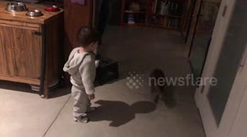 Bengal Cat Ella shows her little brother the ropes when dealing with the magic glowing laser light