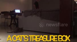 Bengal Cat keeps her stash of goods hidden in a clever spot, or so she thinks