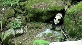 Rare sighting of wild panda caught on camera in northern China
