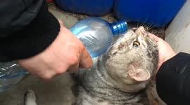 Firefighters in Russia successfully resuscitate cat after extinguishing blaze