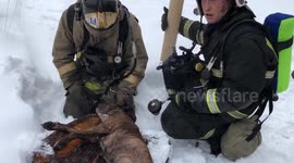 Unconscious dog rescued from blaze and revived by firefighters in Russia