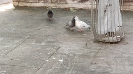 Paris: Funny scene shows two pigeons seeming to greet each other like humans. 19 may 2022. Rue rue Trolley de Prevaux, France.
