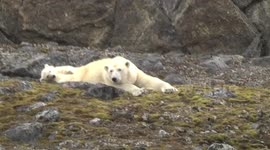 A mother Polar Bear relaxing on mossy rocks with her curious Cub