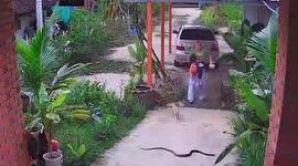 Terrified mother flees with baby when snake slithers across yard