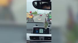 Runaway pet dog causes minor traffic jam on highway in Thailand