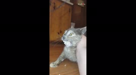 Cat is not happy about having to give up bagel