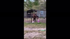 ''Living her best cowgirl life' Toddler's staggering passion for horses is both scary & wholesome 
'