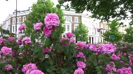 Gorgeous tea roses decorate West Cromwell Road traffic island - London