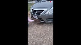 US couple rescue injured owl stuck in front of their car
