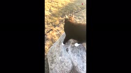'Clumsy cat slides off a rock in a HILARIOUS WAY *Try Not to Laugh*'