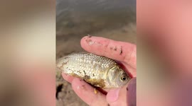 Husky catches and eats fish that owner released back into body of water