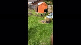 'Cranky cat wants his owner's attention as he cuts down branches '
