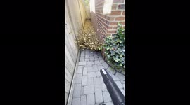 'LOUDLY Satisfying footage of a man blowing leaves down an alley 
'