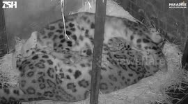 Meet the adorable snow leopard couple who snuggle together EVERY NIGHT