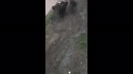 Cows attacked a woman with two children in the city center
