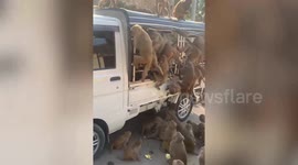 Hungry wild monkeys swarm truck carrying bananas in Myanmar