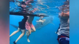 Friendly whale shark 'tail-slaps' woman's crotch