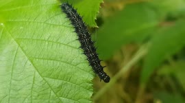 Spiky black Peacock butterfly caterpillars crawl along nettle plants
