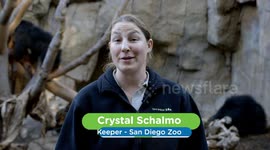 This Sloth Bear Is Actually Really Quick!