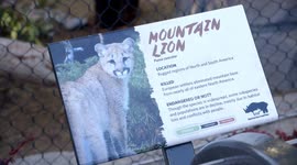 Checking Out Their New Exhibit Is The Most Adorable Thing These Mountain Lions Do!
