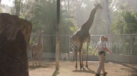 How Zookeepers Train Giraffe Calves to Weigh In on Special Scales