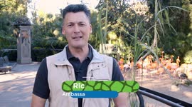 Welcome to the Flamingo Roundup! A Health Checkup That Requires a Lot of Time and Patience