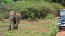 Oh.. tusker elephant looking a tourist food at sri lanka #gamunu