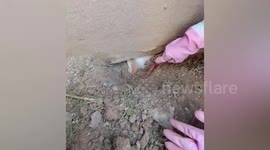 Woman shovels soil to save kitten buried under wall in China