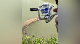 Fisherman shocked after catching pig carcass in southern China river