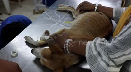 Amid Extreme Heatwave in India Volunteers Helping Dehydrated Animals to Recover