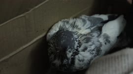 Heatwaves disturb birds In Indian Skys, birds are falling from sky due to dehydration