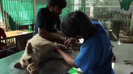 Volunteers save dehydrated animals during extreme Indian heatwave