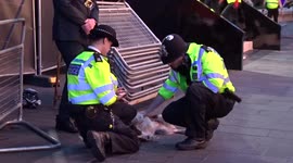 Spaniel dog enjoys belly rubs from police with Maverick premiere underway in Leicester Square - London
