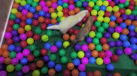 Ferrets Having a Lot of Colourful Fun at Pet Expo in Bangkok