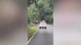 Drivers reverse when wild elephants emerge from forest in Thailand