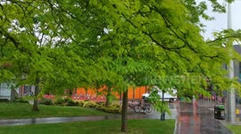 Beautiful greenery Paperbark maple in Walthamstow Square, London, UK
