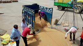 Indian wheat farmers at work as country bans export of cereal