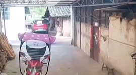 Dogs spooked as magnitude 4.9 earthquake hits southern China