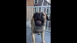 Bullmastiff drinking water out of the air in slow motion
