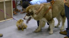 Husky likes Chihuahuas