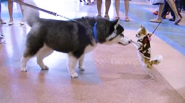 Energetic Chihuahua tries to impress Husky