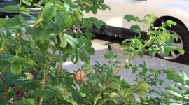 Huge pregnant spider devouring fly