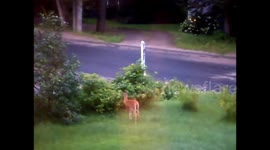 2 Fawns in front yard