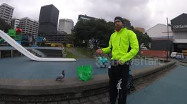 Pigeon (2/2)