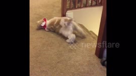 Cocker Spaniel Tries to Take off Hat