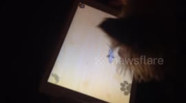 Cute Yorkshire Terrier plays game on iPad