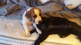 Unlikely  Bed Buddies