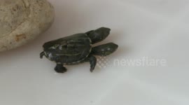Turtle born with two heads