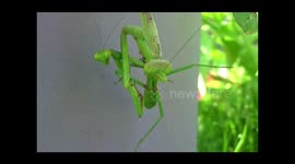 Female praying mantis bites head off mate
